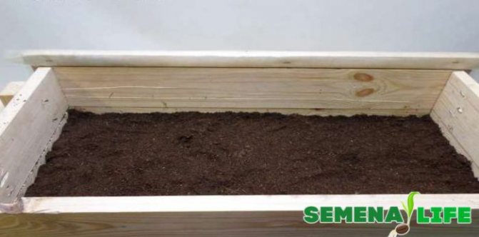 soil for thuja