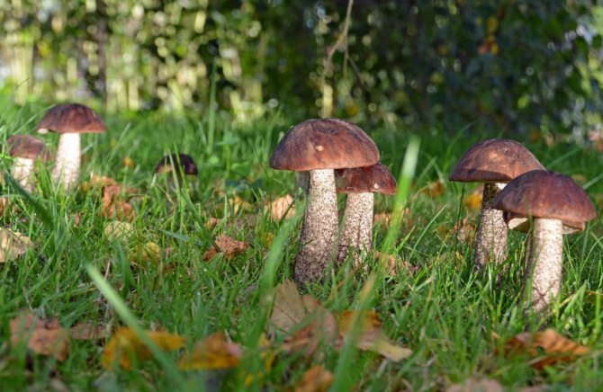 Grupp av svampar