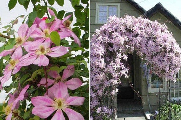 clematis trimming group