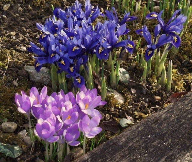 مجموعة من أوائل الربيع المنتفخة الزهور