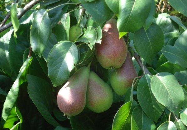 pear lel variety description