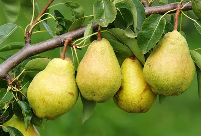 pear forest beauty