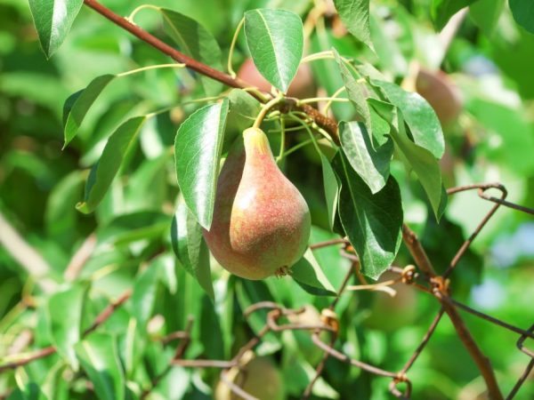 Pear Favorite Klappa снимка и описание на сорта, засаждането и грижите