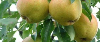 Muscovite pear