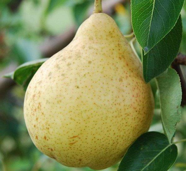 Muscovite pear beskrivning foto recensioner
