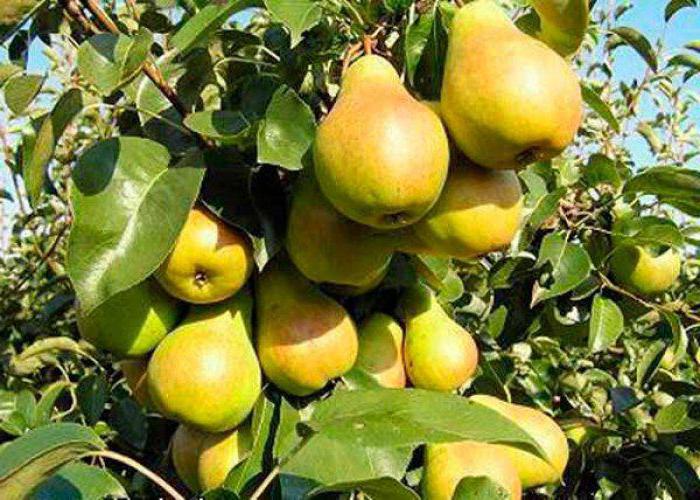 Pear Muscovite variety description