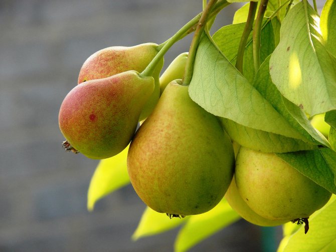 'Pear