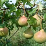 Pear in Memory of Yakovlev