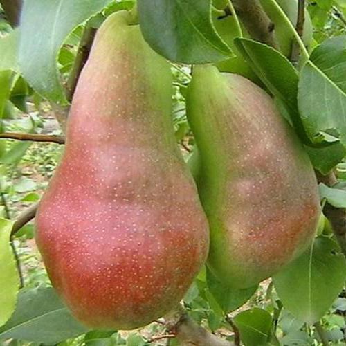 päron perun