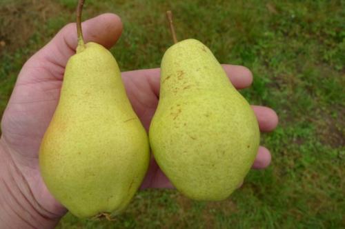 Pear with brown flesh. Early varieties of pears for the middle lane