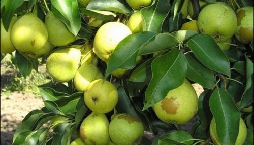 Pear with brown flesh. Early varieties of pears for the middle lane