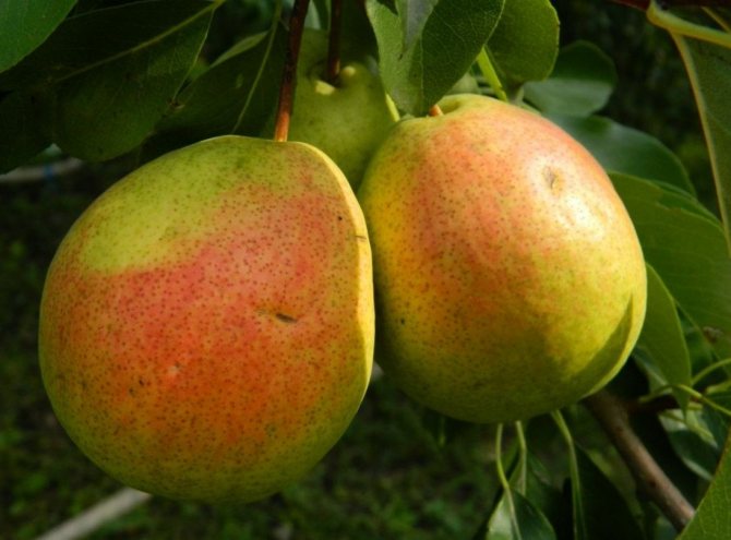 Pear Severyanka
