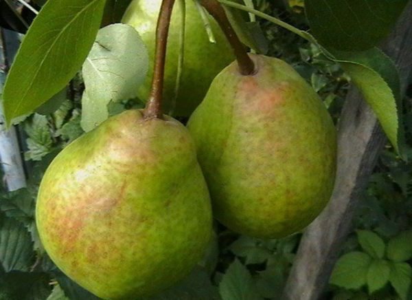 Pear Fairy is characterized as a tall and very productive variety.