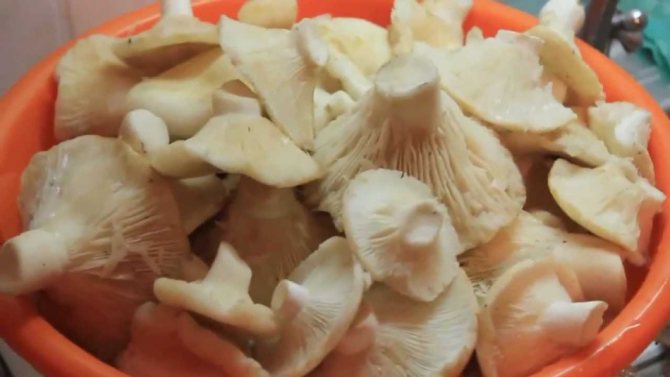 Nakládané mléčné houby: jak vařit, kolik je třeba udržet pod tlakem?