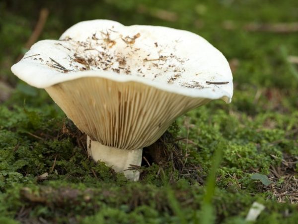 Mléčné houby je těžké najít pod vrstvou listů.