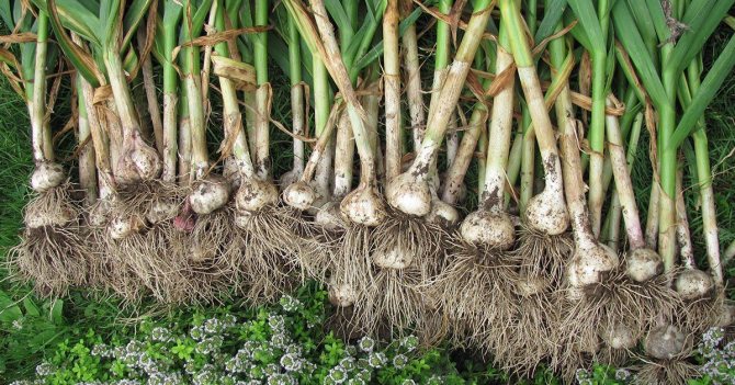 A garden for garlic in the fall how to prepare
