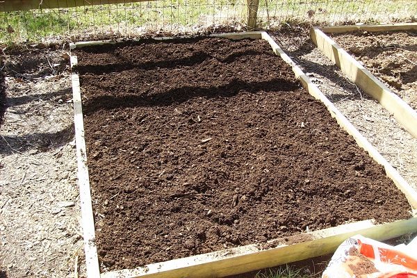 A garden bed prepared for planting parsley
