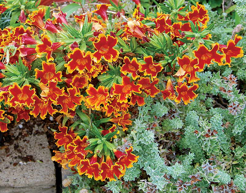 Gubastic mimulus on a flower bed photo