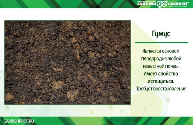 Humus soil