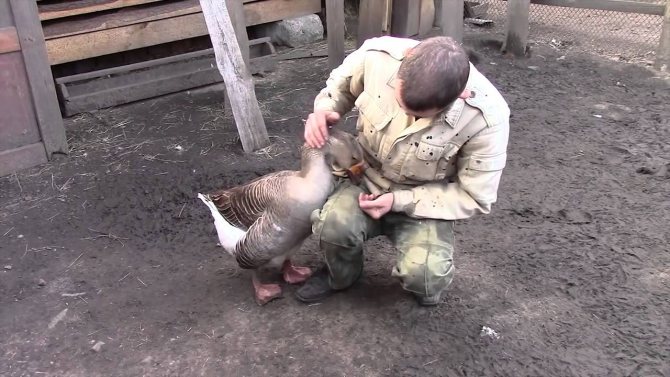 Goose with a farmer