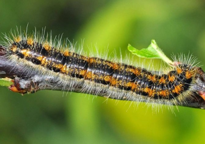 Hawthorn butterfly caterpillar