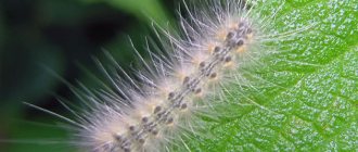 Caterpillar of the White American Butterfly