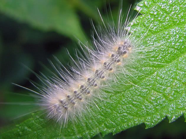 Caterpillar of the White American Butterfly