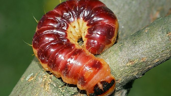Woodworm caterpillar