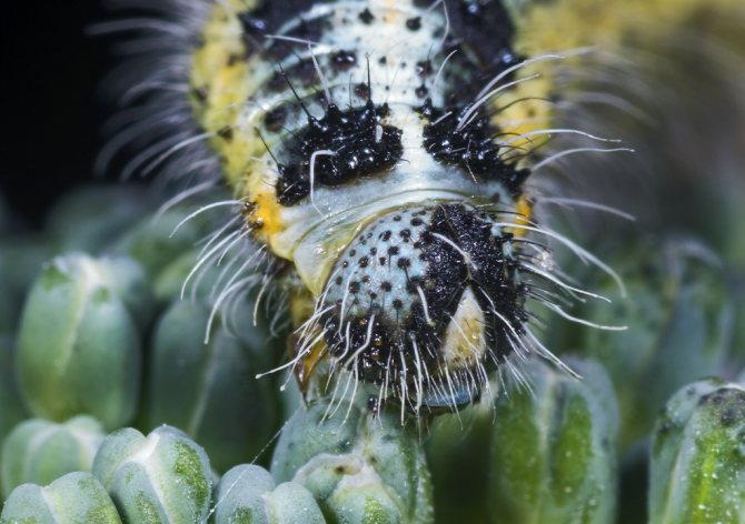 Kål caterpillar.jpg