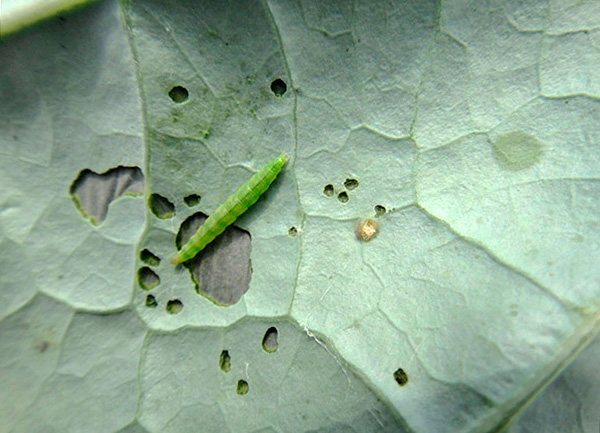 Kålmalens larv är målad i en ljusgrön färg