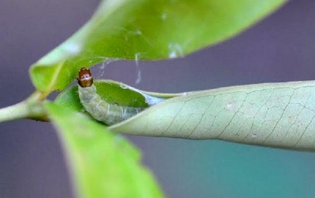 Caterpillar leafworm.jpg