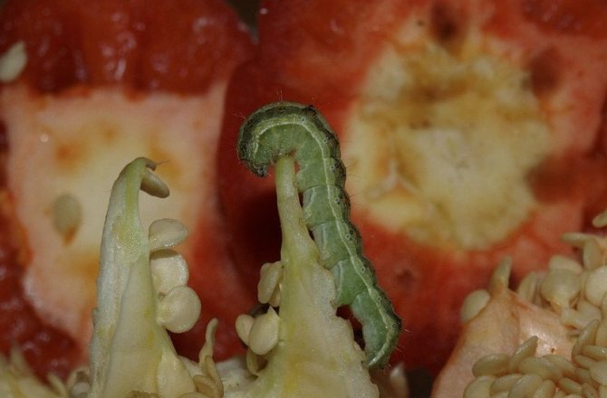 Caterpillar on pepper
