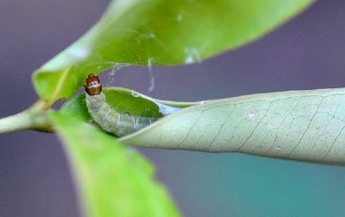 caterpillar on apple tree