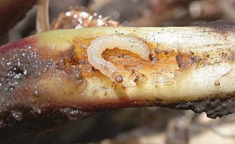 caterpillar potato moth