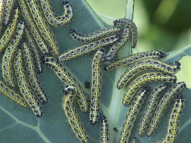 Caterpillars sa isang dahon.jpg