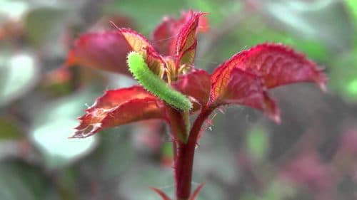 Caterpillars on roses: methods of struggle