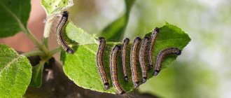 Caterpillars on an apple tree - how to effectively deal with a pest?