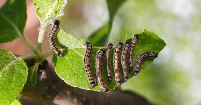 Caterpillars on an apple tree - how to effectively deal with a pest?