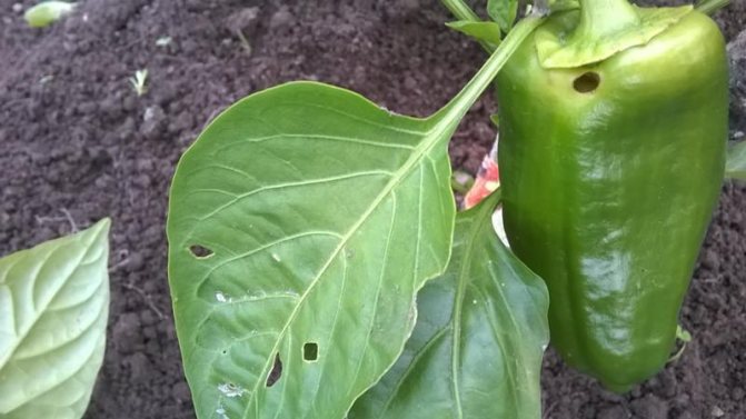 Caterpillars of scoops on pepper leaves