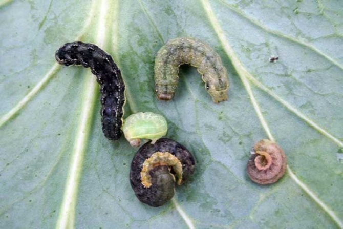 Caterpillars of the scoop
