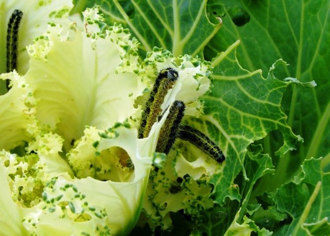 Caterpillars destroy cabbage.jpeg