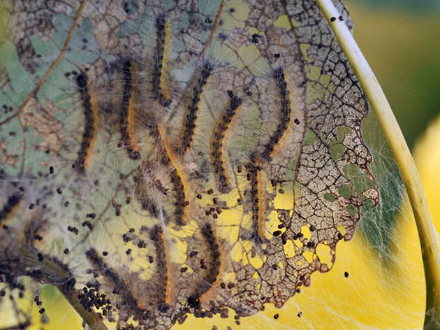 Caterpillars destroy leaves