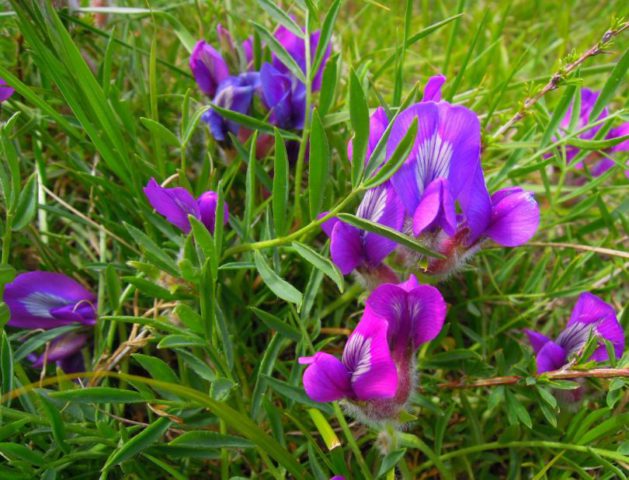 Deep purple flowers
