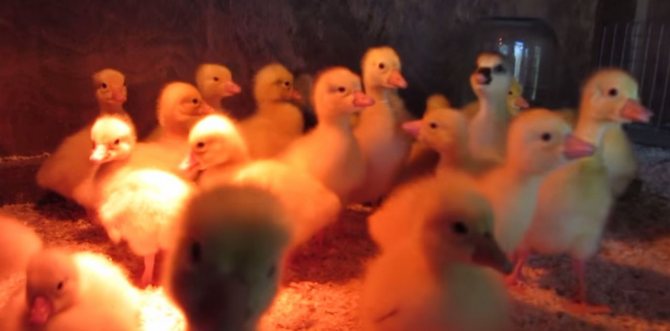 Goslings under an infrared lamp in a brooder