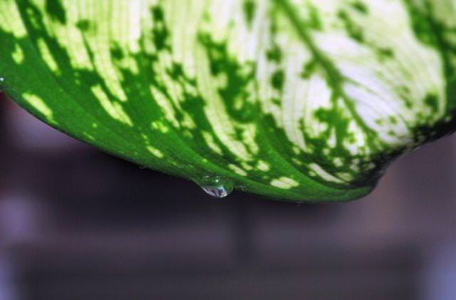 Guttation består i frisättning av droppvätska från plantans löv för att frigöra överflödigt vatten och olika mineralsalter