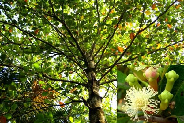 Kryddnejlika är en vintergrön växt som växer till storleken på en buske eller ett litet träd