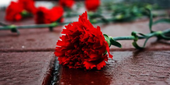 carnation on the grave