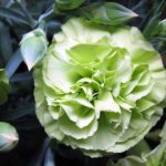 garden carnation perennial planting and care photo and video