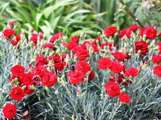 penanaman abadi taman carnation dan penjagaan foto ketika menyemai benih