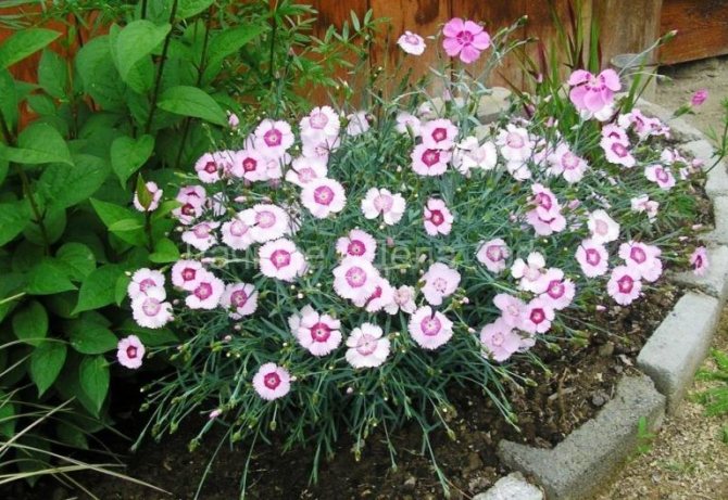 Perenial garden carnation - pagtatanim, paglaki at pangangalaga